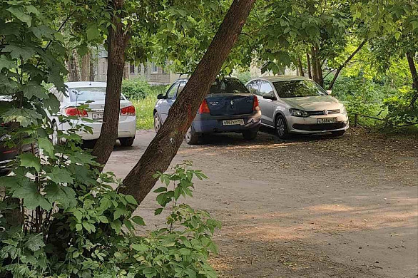 Опасное дерево в Иванове не могут спилить уже 7 месяцев